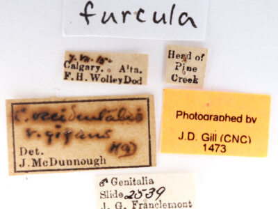label view of adult Furcula  occidentalis  gigans