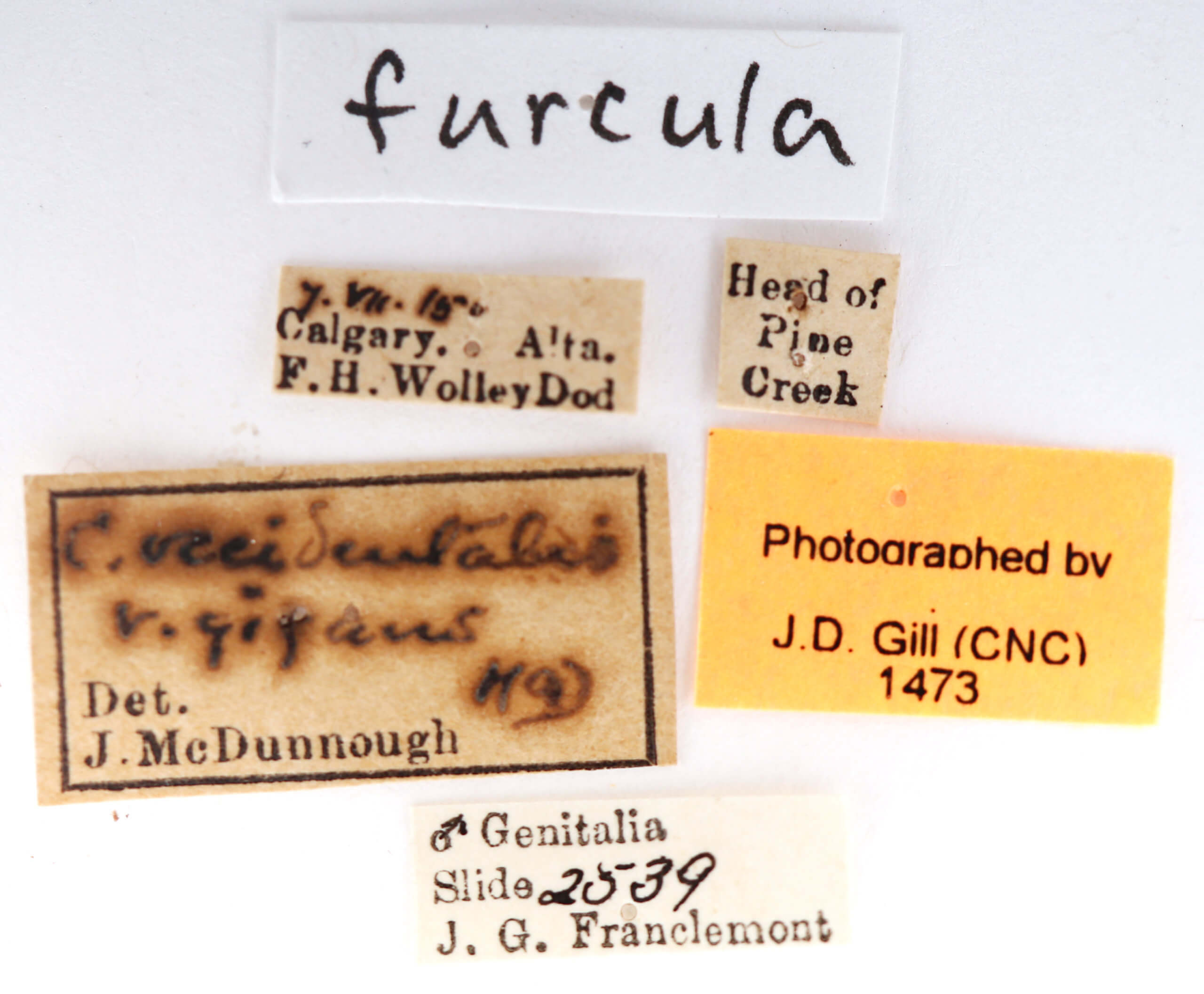 label view of adult Furcula  occidentalis  gigans