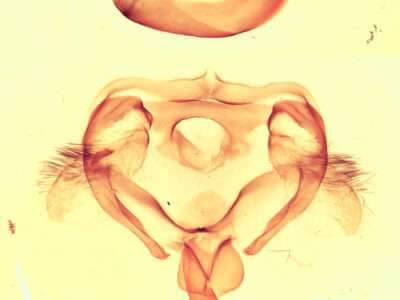 genitalia view of adult Furcula  occidentalis  gigans