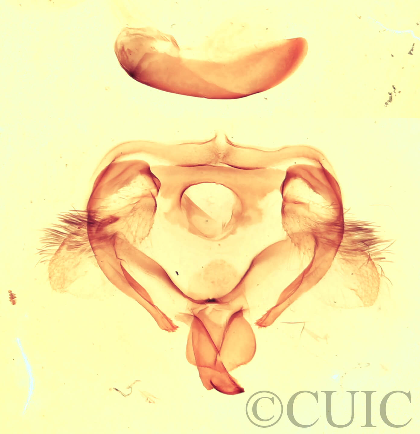 genitalia view of adult Furcula  occidentalis  gigans