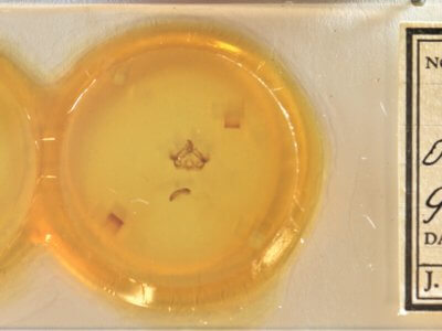 slide view of adult Furcula  occidentalis  gigans