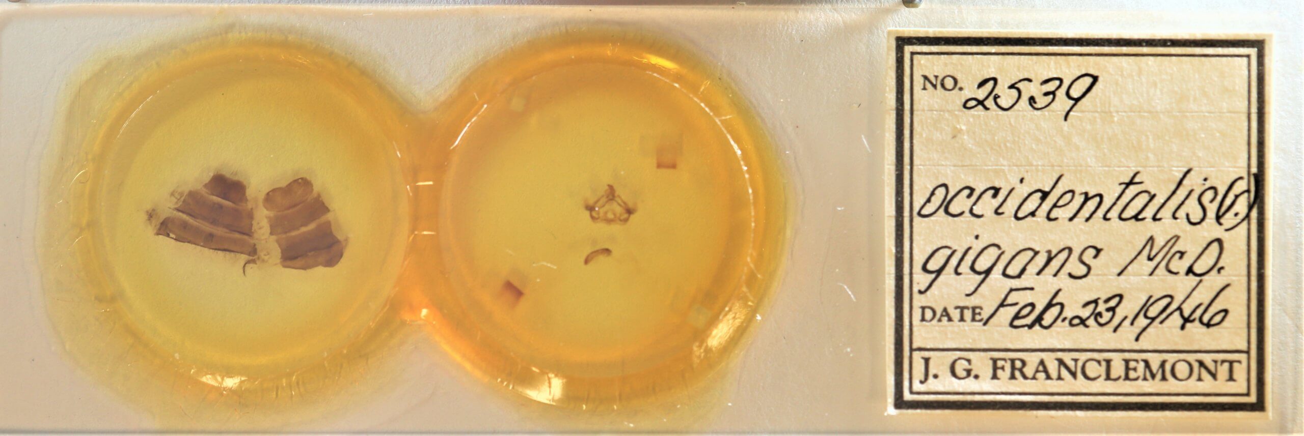 slide view of adult Furcula  occidentalis  gigans