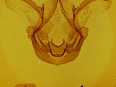 genitalia view of adult Symmerista suavis