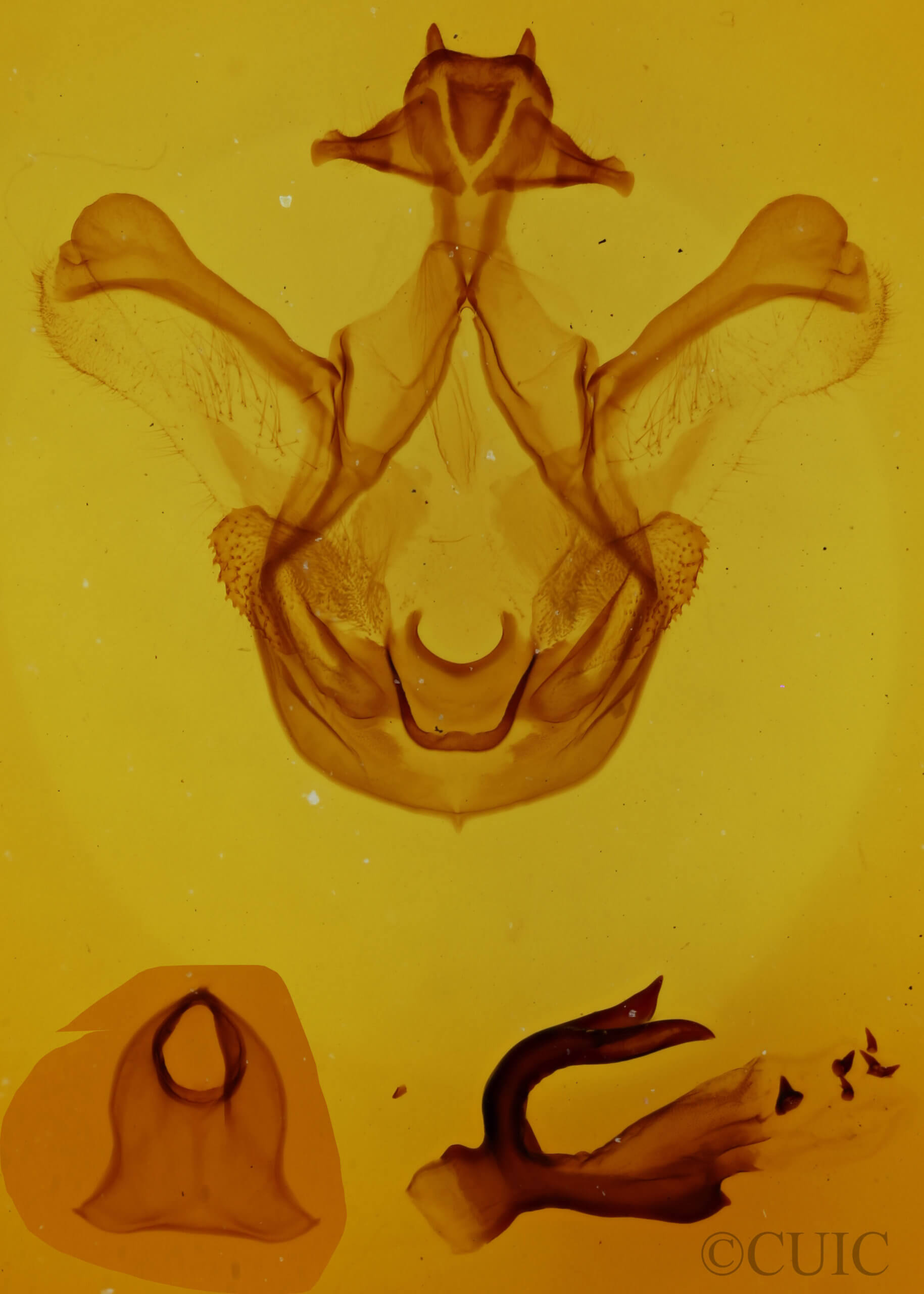 genitalia view of adult Symmerista suavis