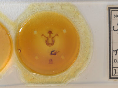 slide view of adult Symmerista suavis