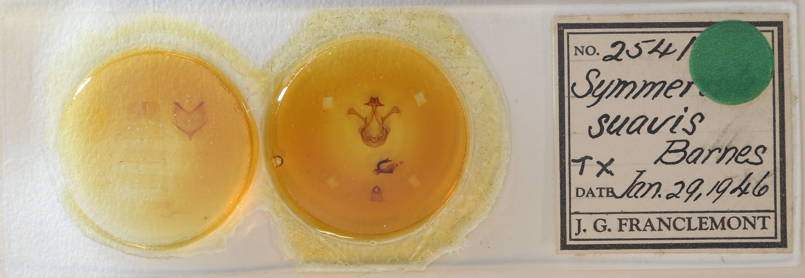 slide view of adult Symmerista suavis