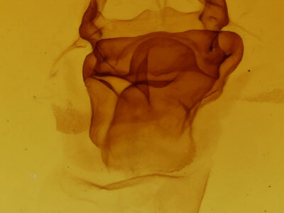 genitalia view of adult Symmerista albifrons