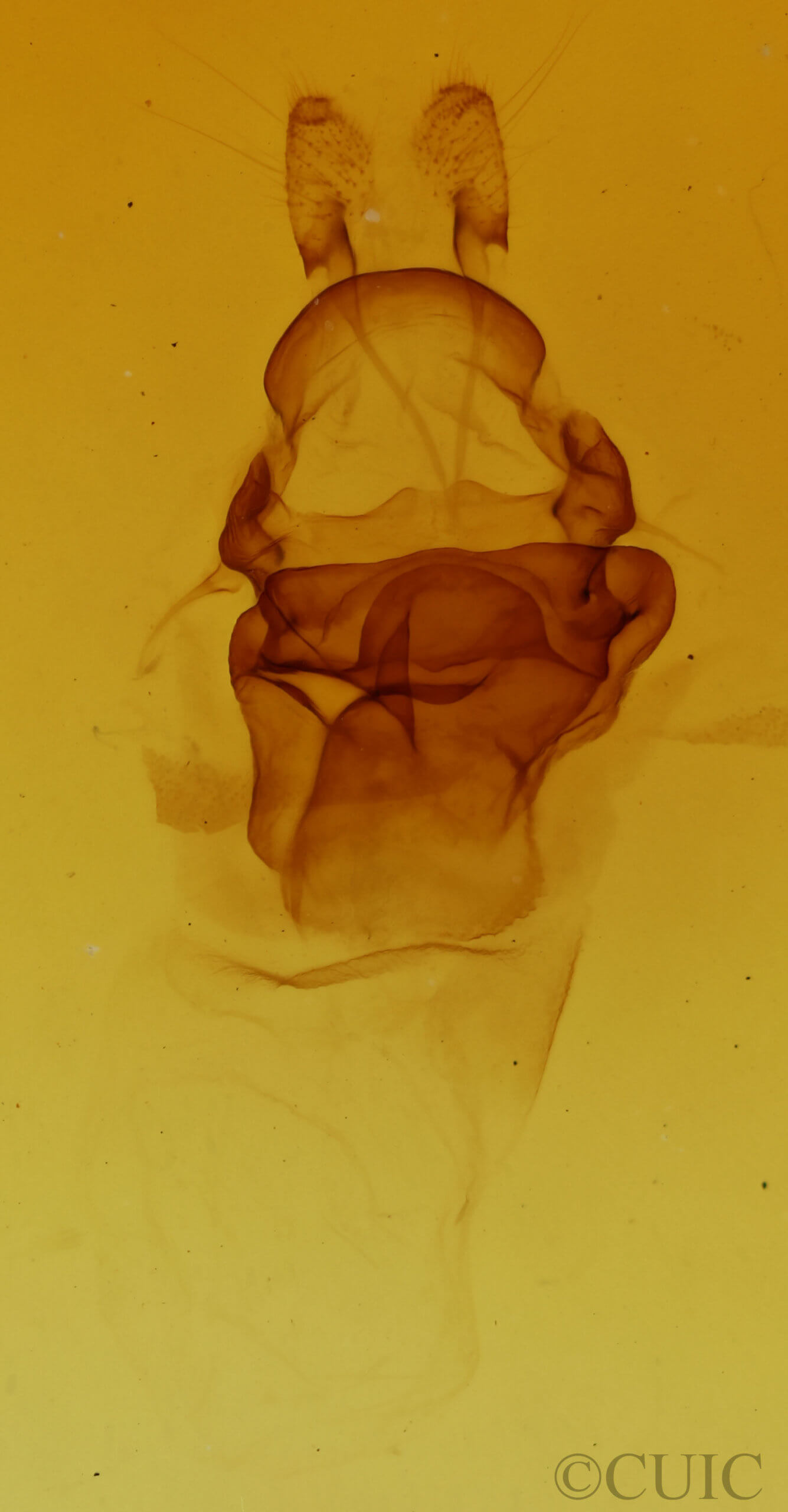 genitalia view of adult Symmerista albifrons