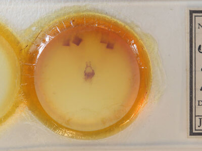 slide view of adult Symmerista albifrons