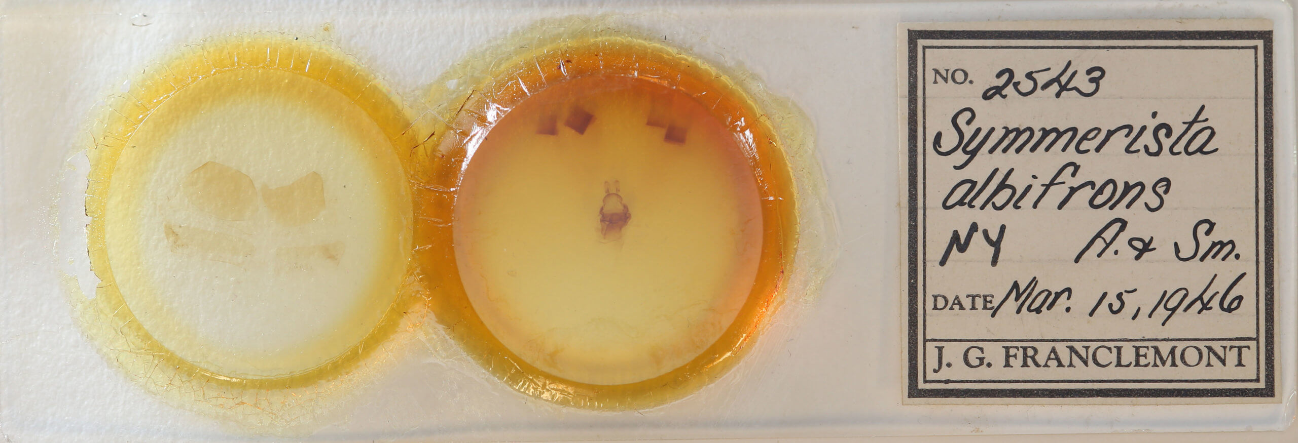 slide view of adult Symmerista albifrons