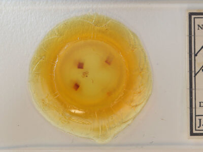 slide view of adult Alsophila pometaria