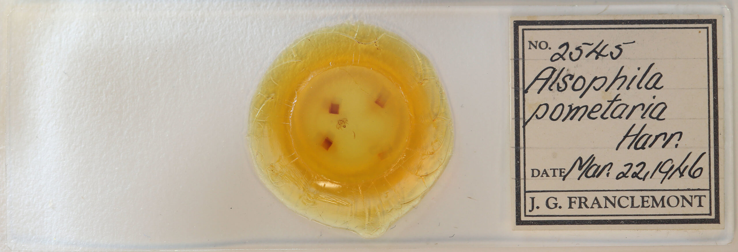 slide view of adult Alsophila pometaria