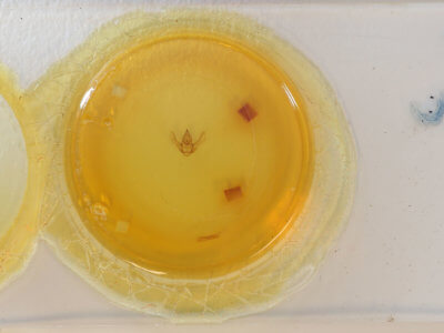 slide view of adult Lycia zonaria