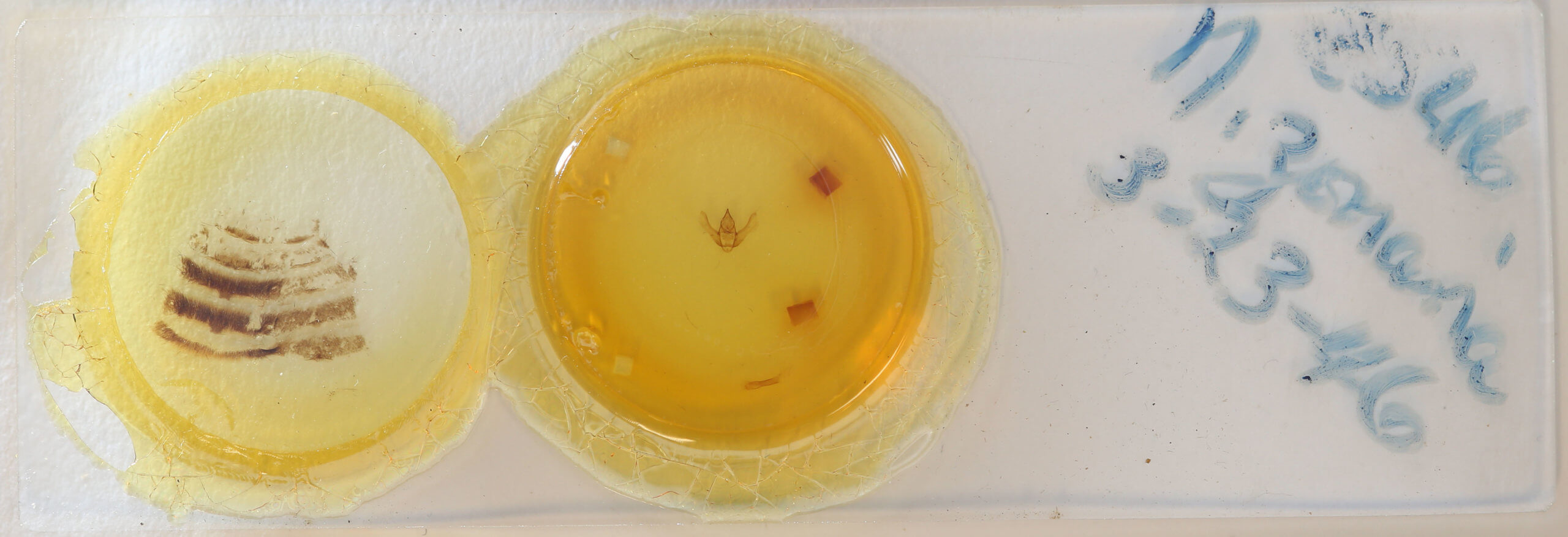 slide view of adult Lycia zonaria