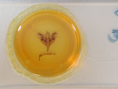 slide view of adult Orthosia hibisci