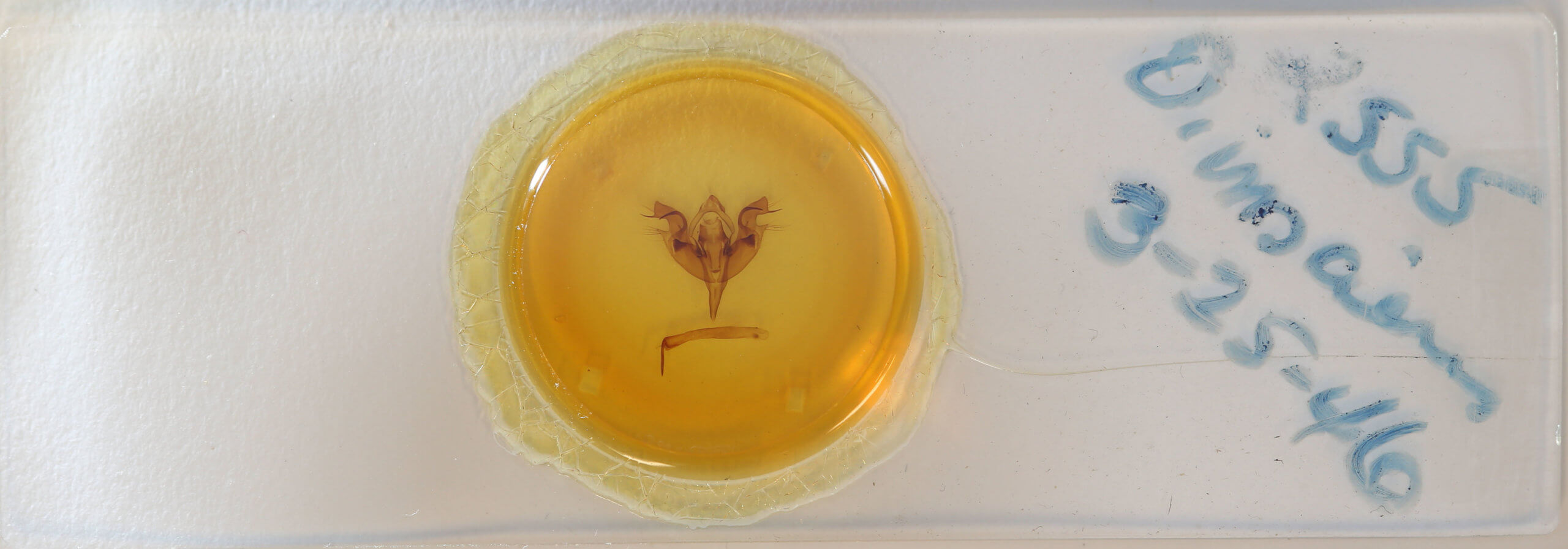 slide view of adult Orthosia hibisci