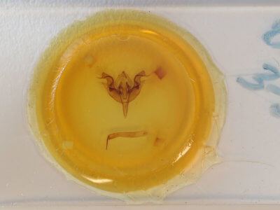 slide view of adult Orthosia hibisci