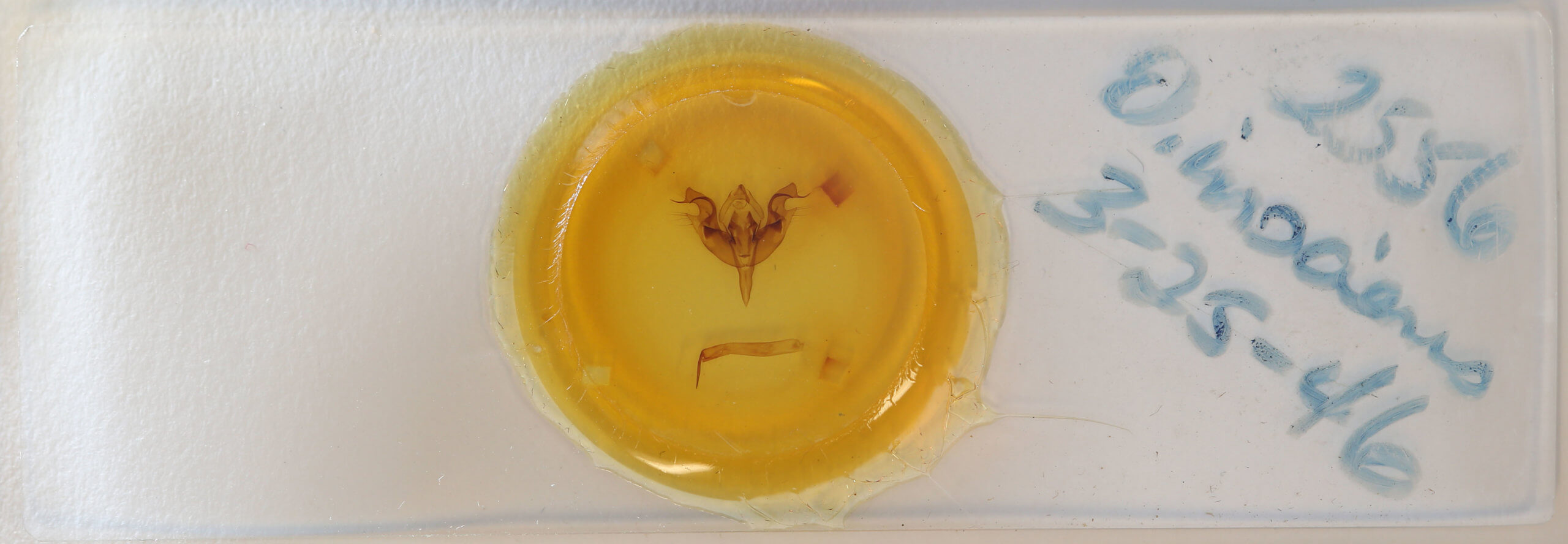 slide view of adult Orthosia hibisci