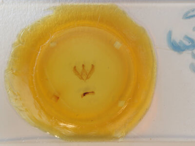 slide view of adult Psaphida thaxterianus