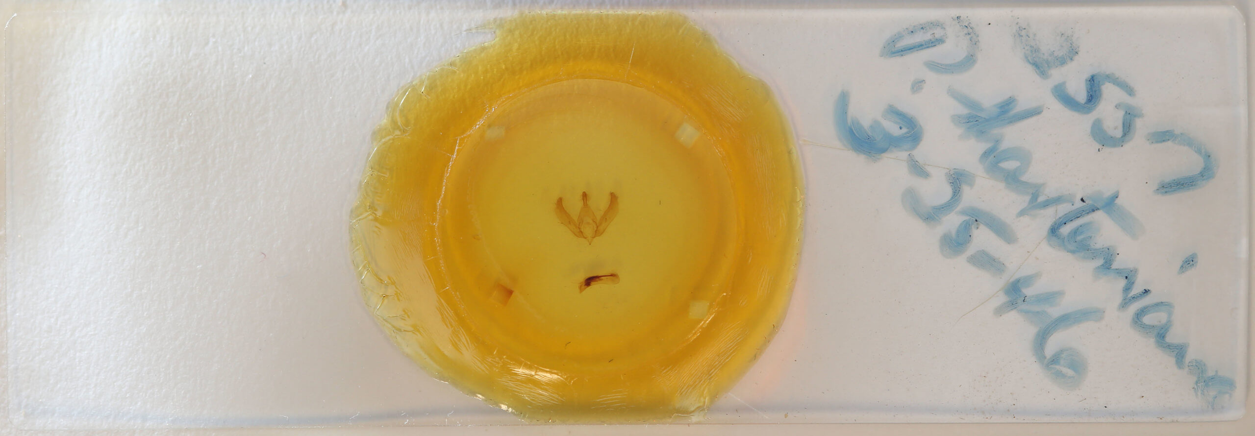 slide view of adult Psaphida thaxterianus