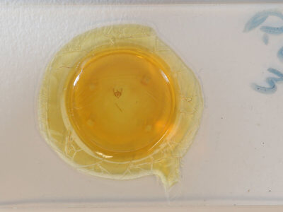 slide view of adult Paleacrita vernata