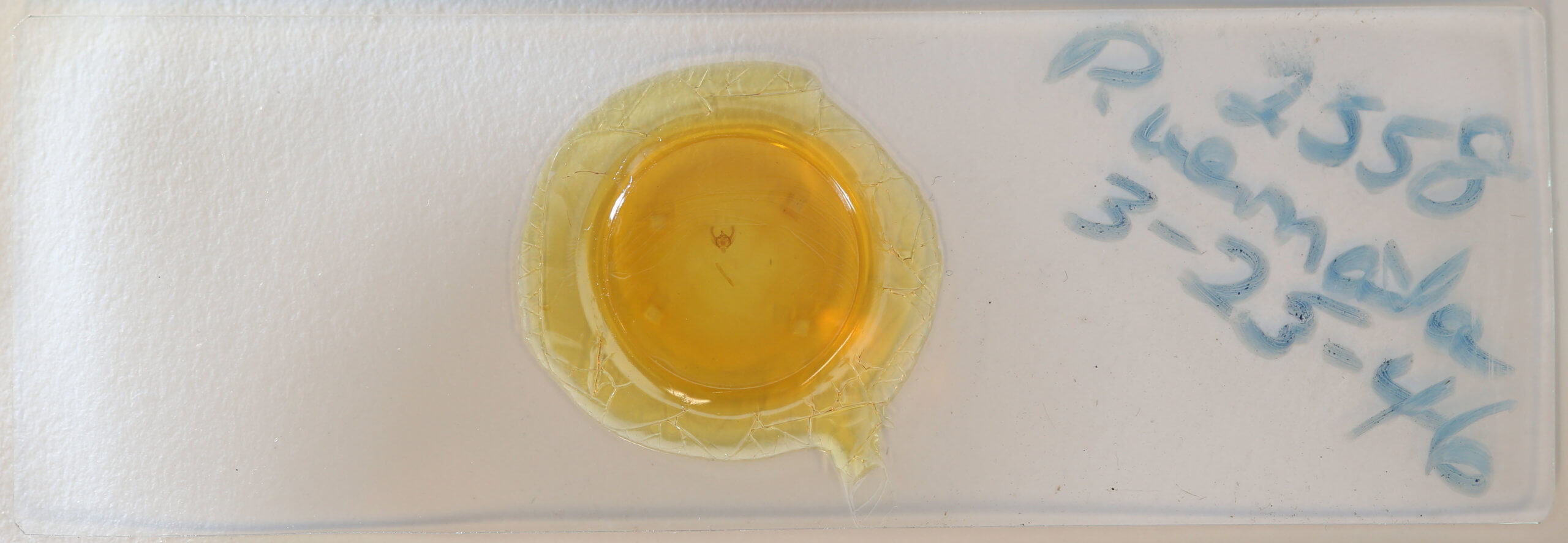 slide view of adult Paleacrita vernata