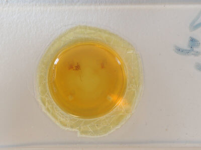 slide view of adult Paleacrita vernata