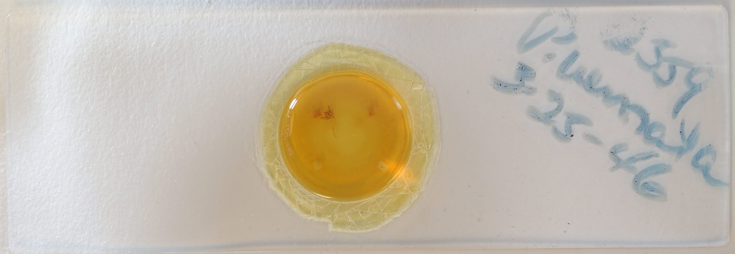 slide view of adult Paleacrita vernata