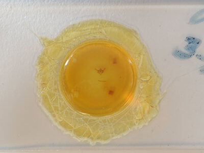 slide view of adult Paleacrita vernata