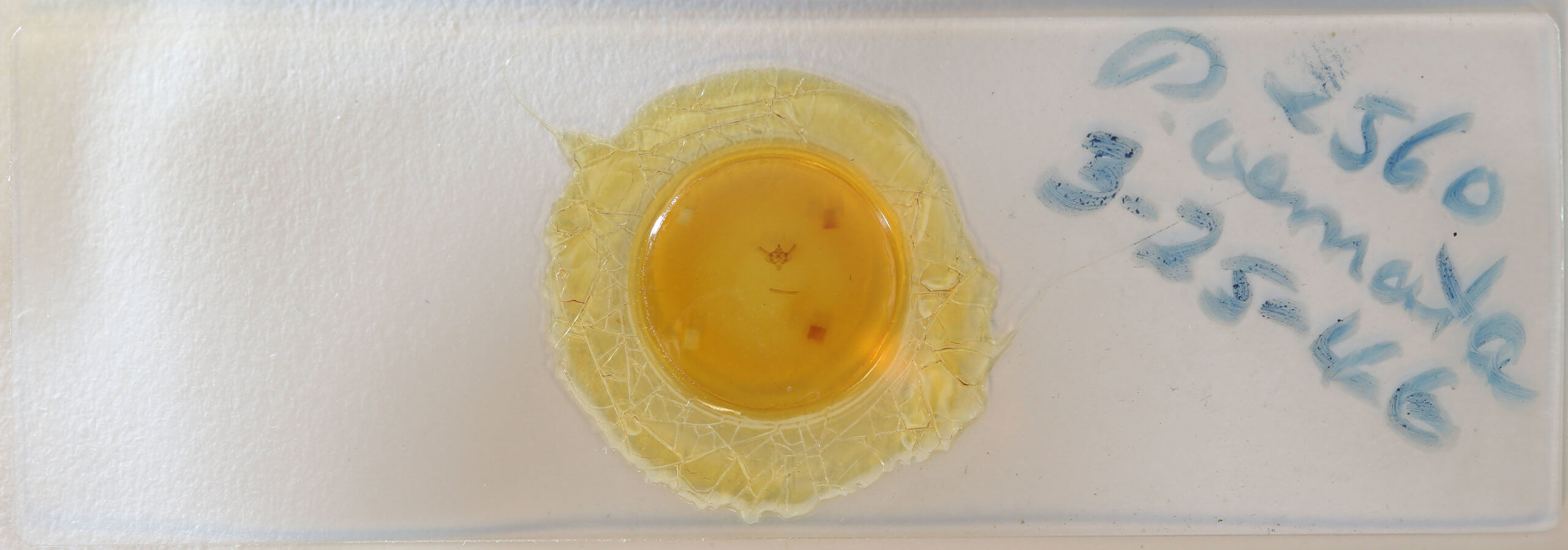 slide view of adult Paleacrita vernata