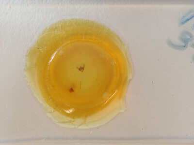 slide view of adult Paleacrita vernata