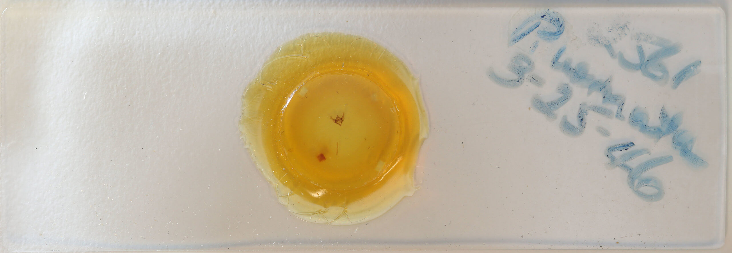 slide view of adult Paleacrita vernata