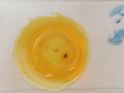 slide view of adult Paleacrita vernata