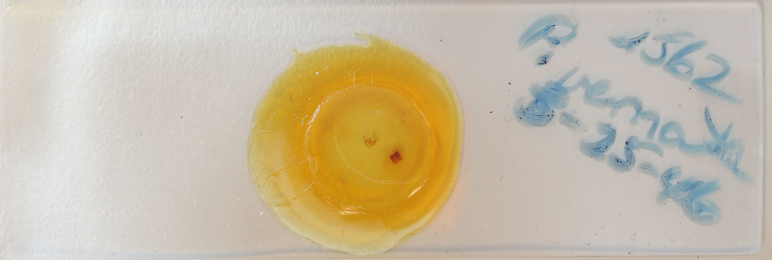 slide view of adult Paleacrita vernata