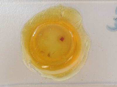 slide view of adult Paleacrita vernata