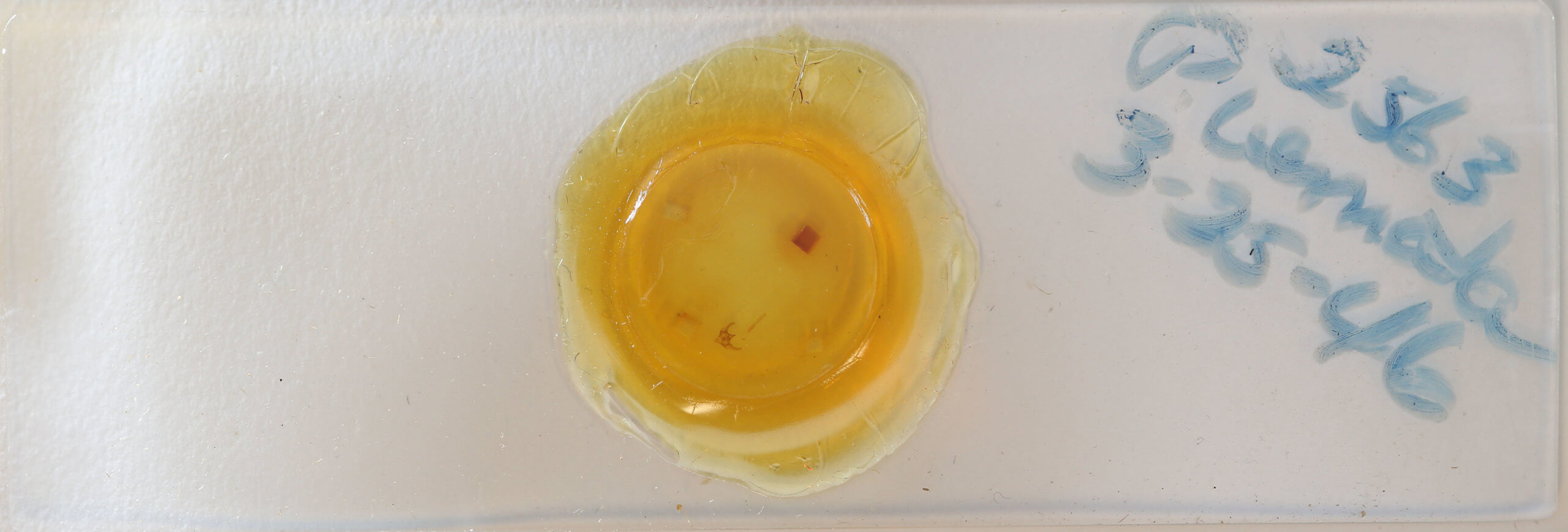 slide view of adult Paleacrita vernata