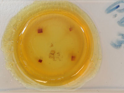 slide view of adult Paleacrita longiciliata