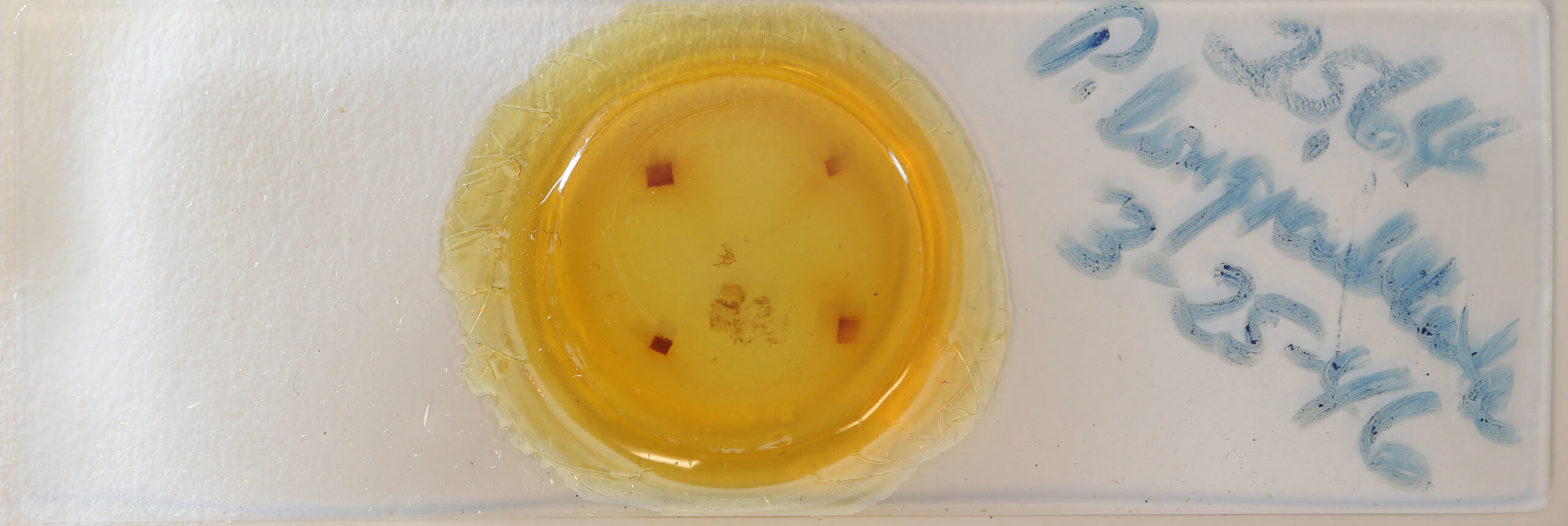 slide view of adult Paleacrita longiciliata