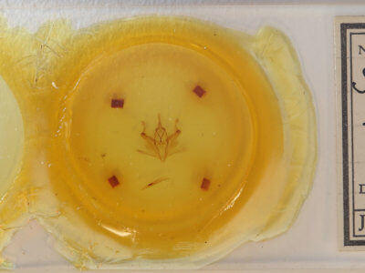 slide view of adult Pero zalissaria