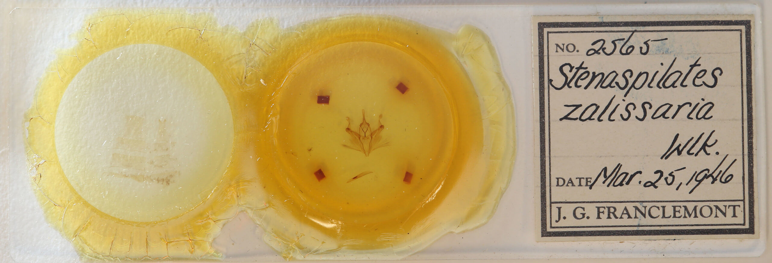 slide view of adult Pero zalissaria