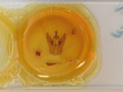 slide view of adult Pero spongiata