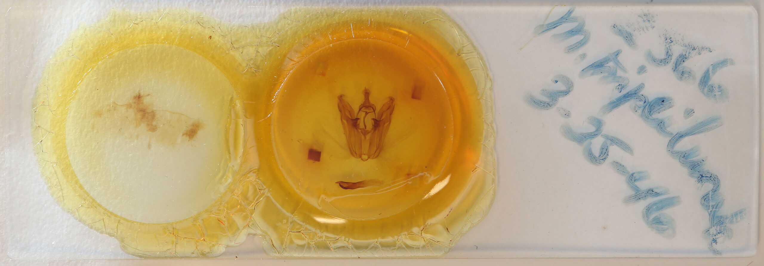 slide view of adult Pero spongiata