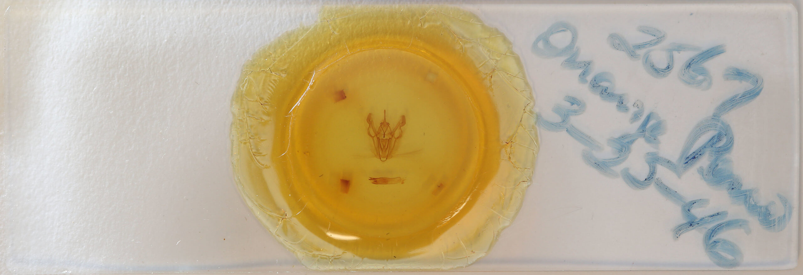 slide view of adult Pero crocallaria