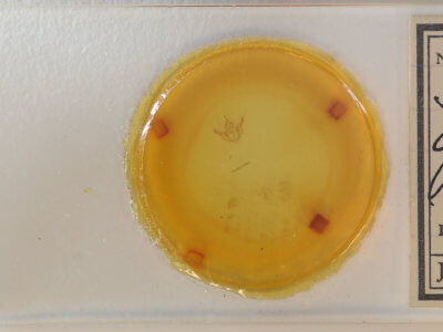 slide view of adult Stenaspilatodes  antidiscaria