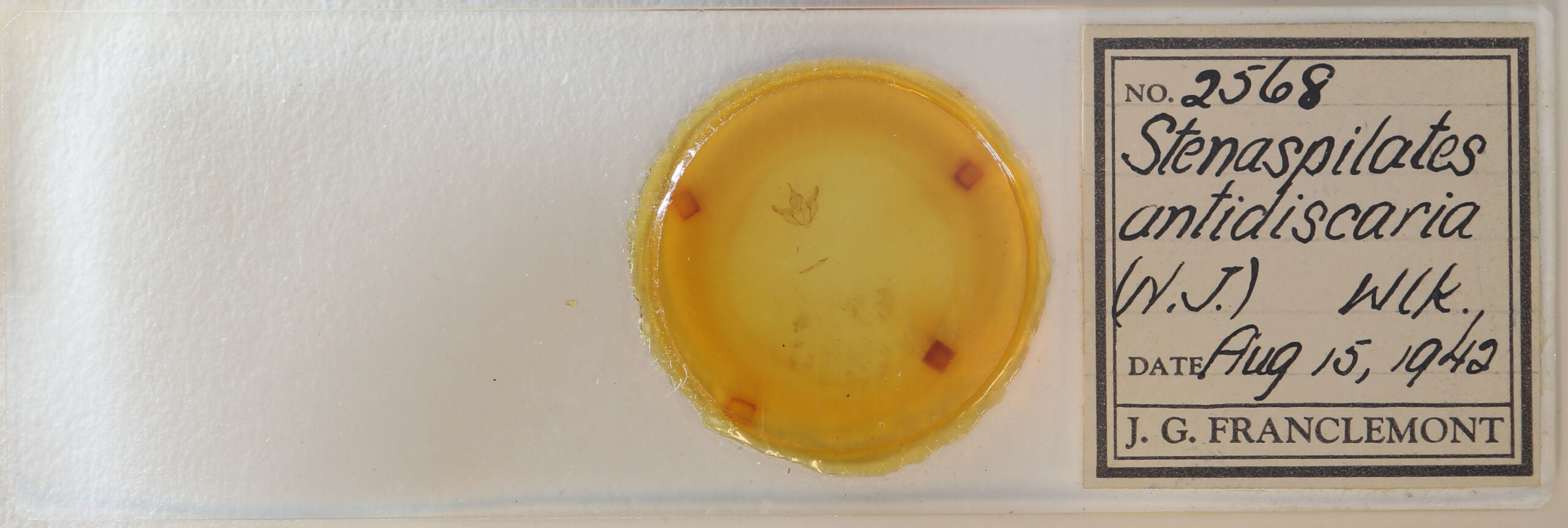 slide view of adult Stenaspilatodes  antidiscaria