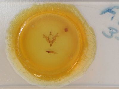 slide view of adult Feralia comstocki