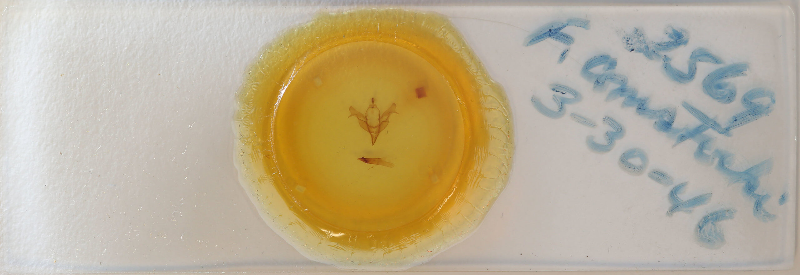 slide view of adult Feralia comstocki