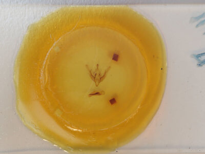 slide view of adult Cerastis salicarum