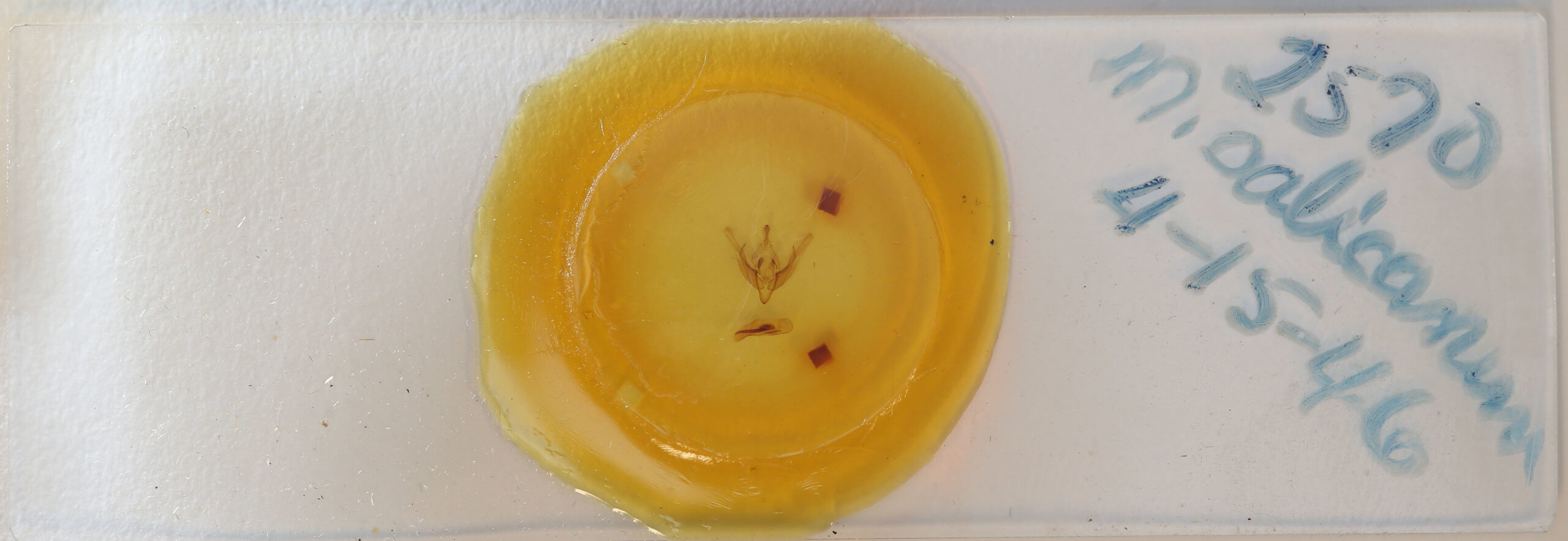 slide view of adult Cerastis salicarum