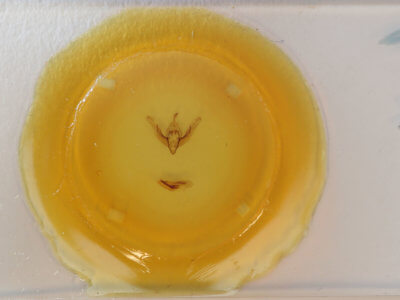 slide view of adult Cerastis salicarum